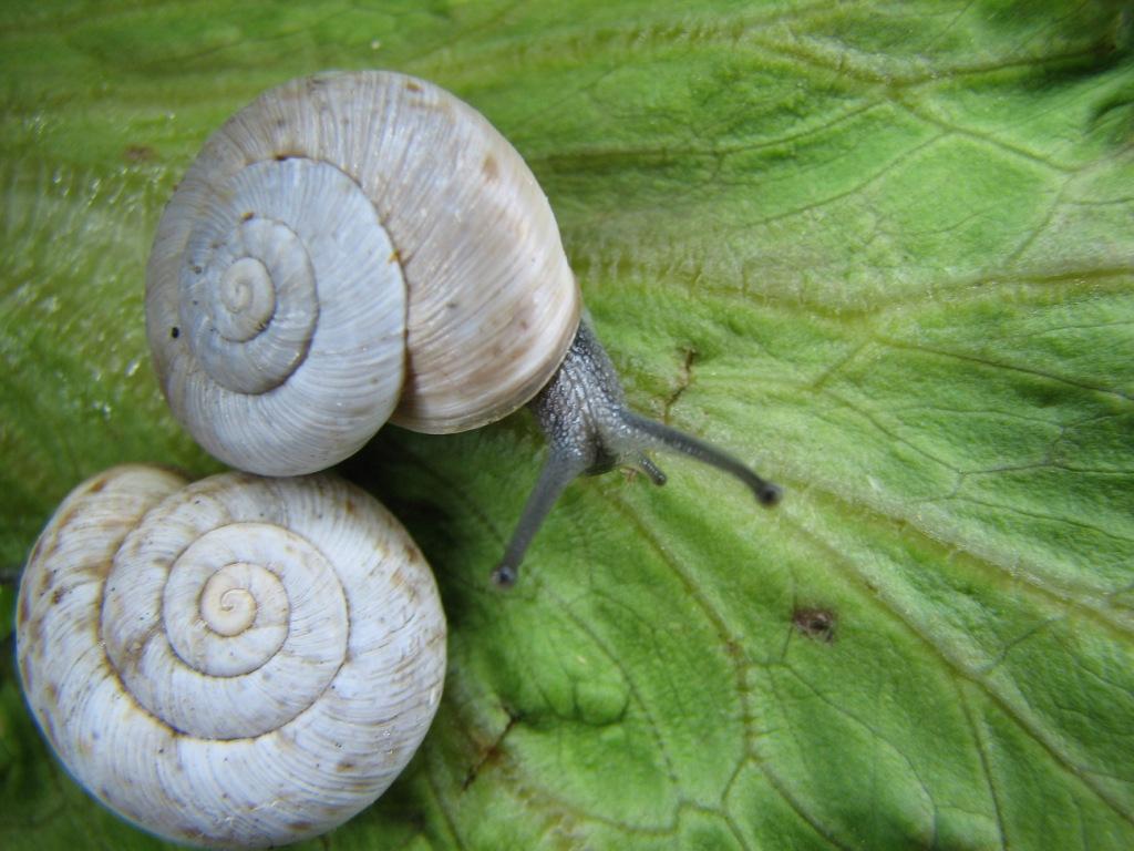 Marmorana (Ambigua) fuscolabiata (Rossmässler, 1842)